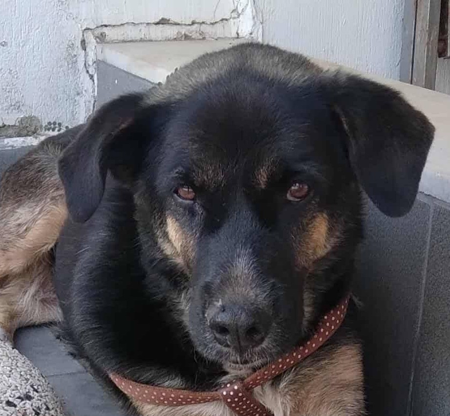 Lisa - Adopt from Greece | Greek Stray ResQ & Support
