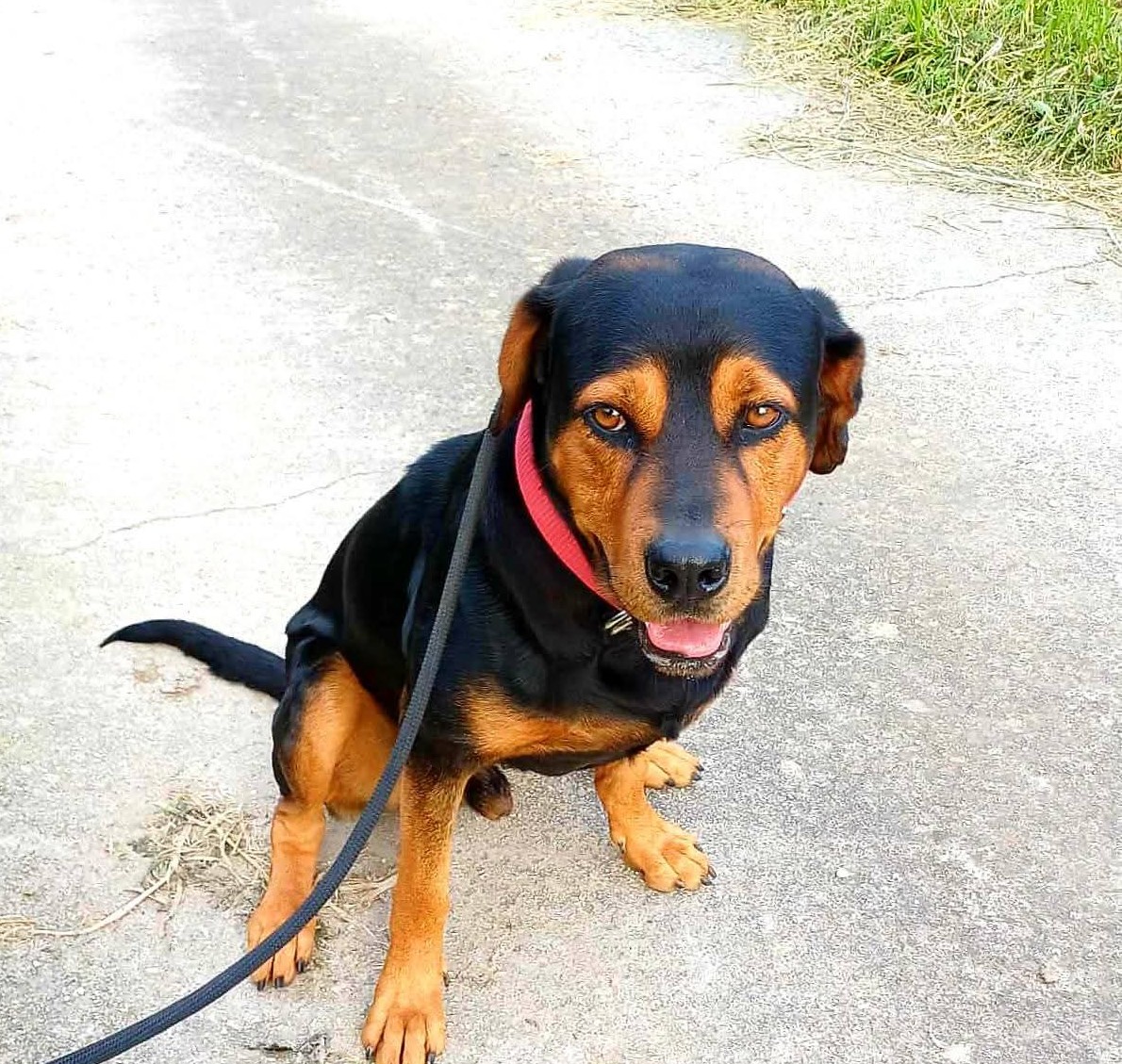 Paco — Dog for Adoption from Greece | Greek Stray ResQ & Support