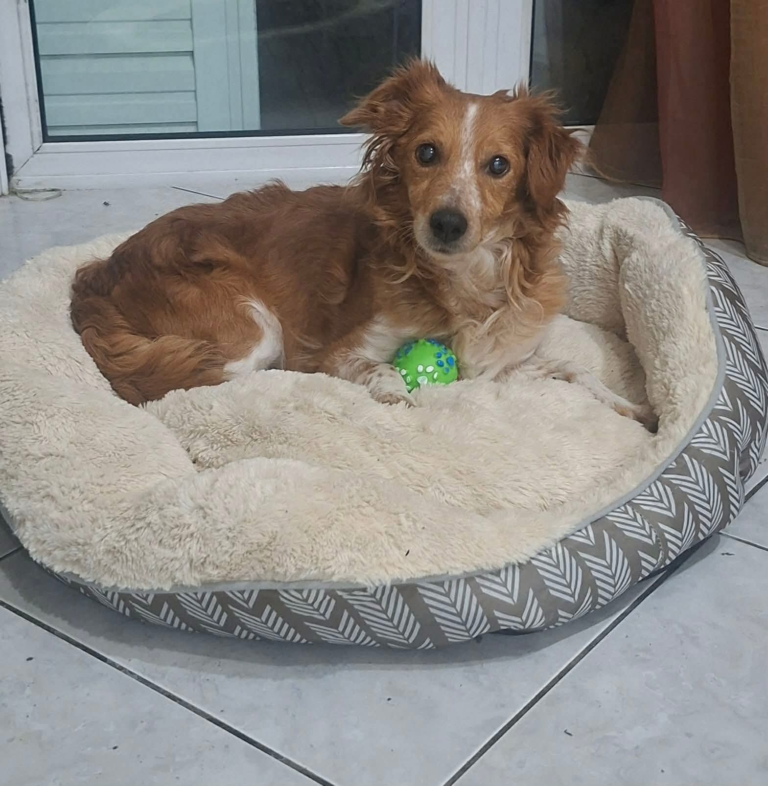 Phoebe — Kokoni — Dog for Adoption from Greece | Greek Stray ResQ & Support