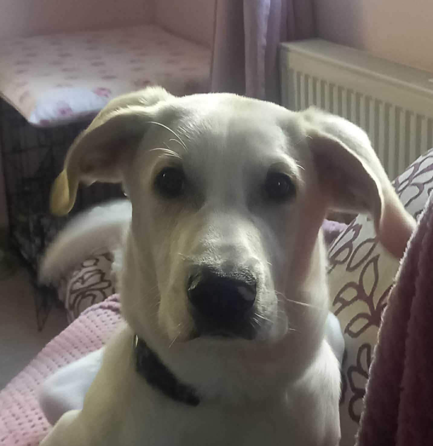 Luno — Dog for Adoption from Greece | Greek Stray ResQ & Support