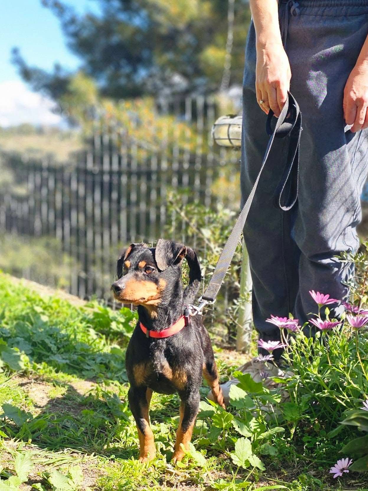 Zap — Dog for Adoption from Greece | Greek Stray ResQ & Support