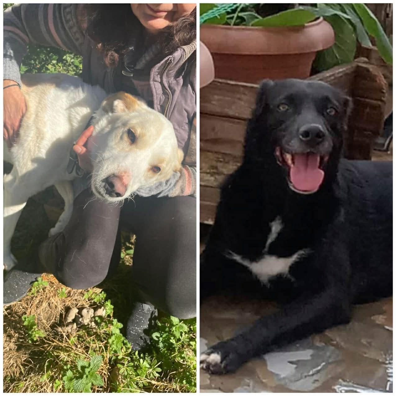 Bella & Blackie — Labrador-mix — Dog for Adoption from Greece | Greek ...
