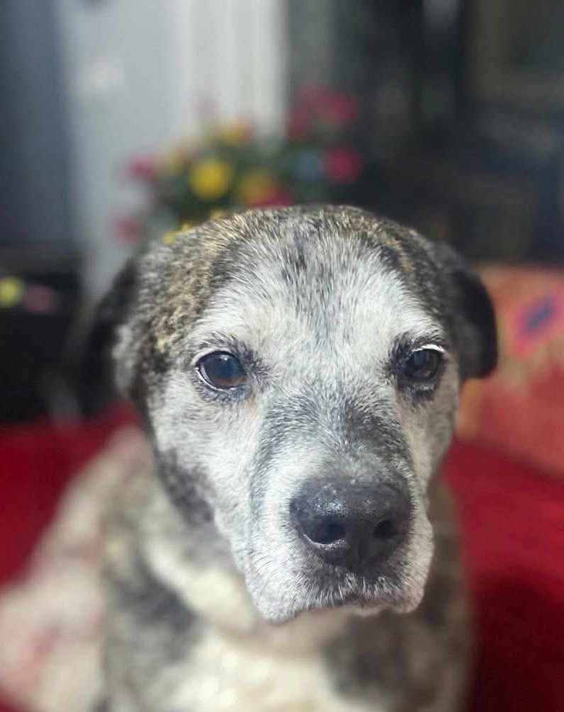 Loki — Dog for Adoption from Greece | Greek Stray ResQ & Support
