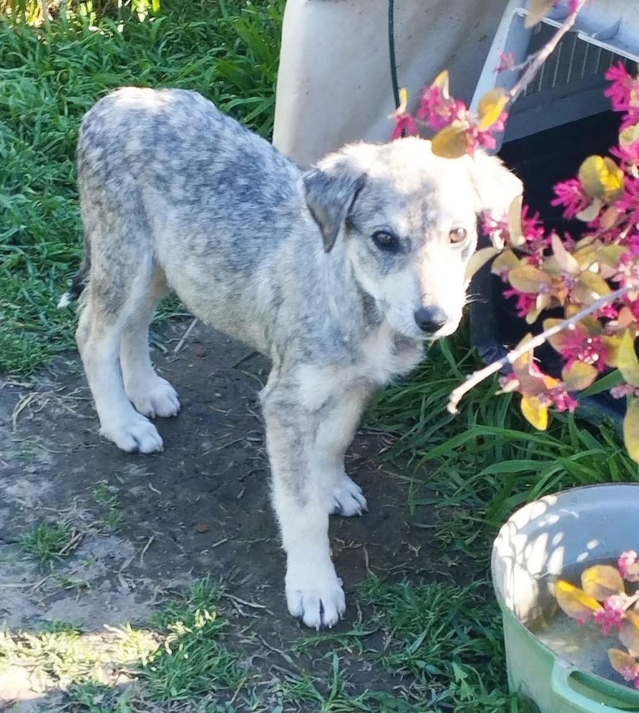 Grey — mixed, expected medium size (20–25kg) — Dog for Adoption from ...
