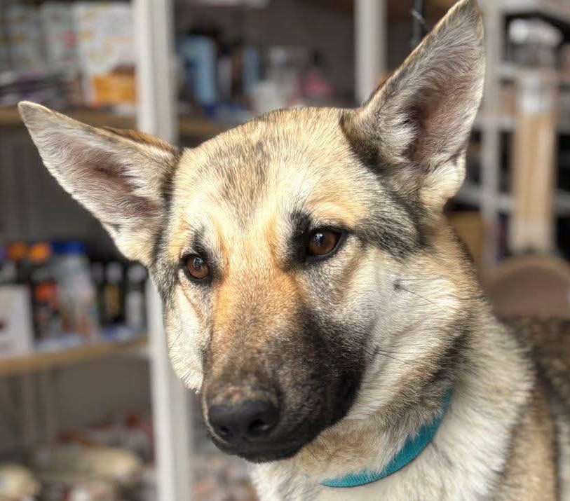 Candy — Dog for Adoption from Greece | Greek Stray ResQ & Support