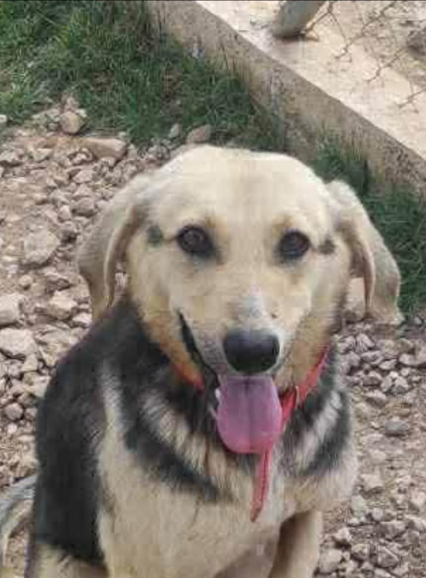 Cleo — Dog for Adoption from Greece | Greek Stray ResQ & Support