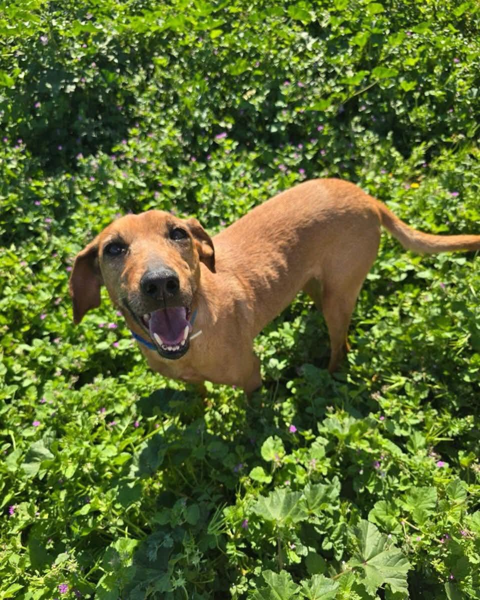 Lizy — Dog for Adoption from Greece | Greek Stray ResQ & Support