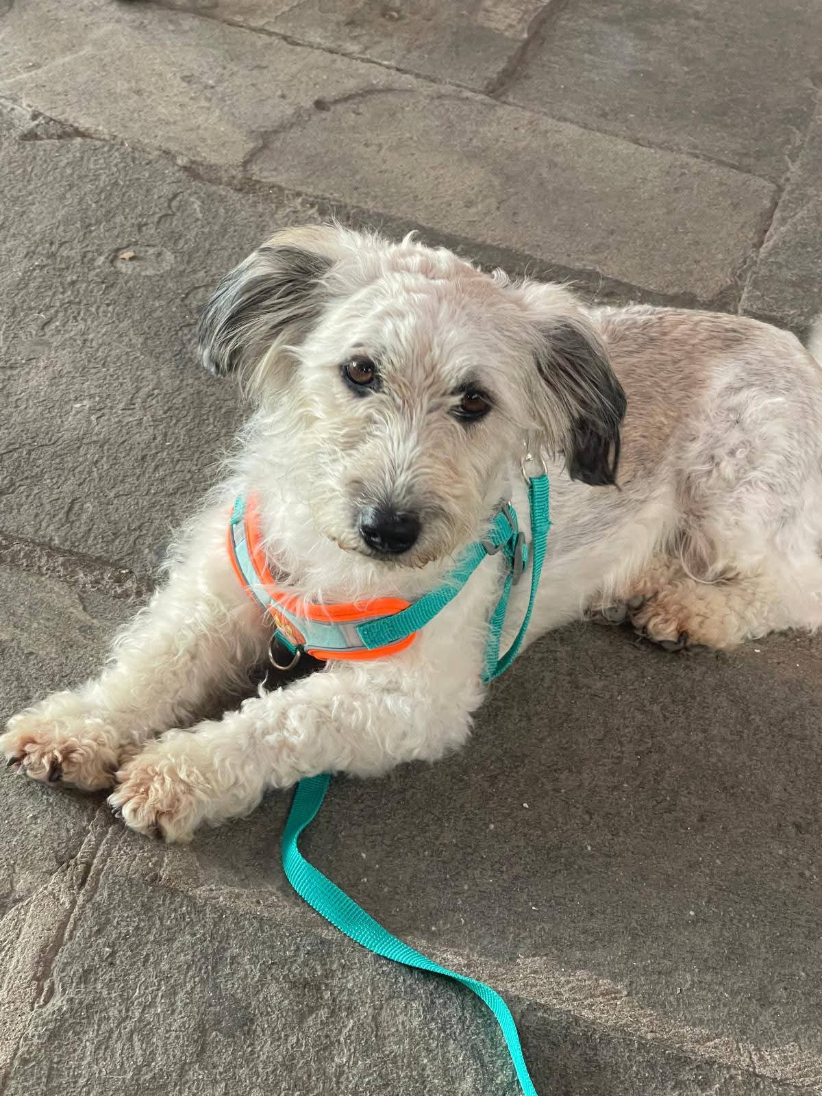 Lucky — Dog for Adoption from Greece | Greek Stray ResQ & Support